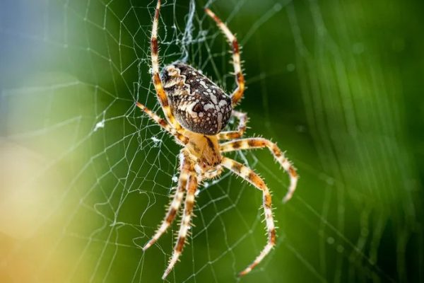 Oamenii care se tem de păianjeni îi văd ca fiind mai mari
